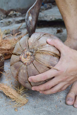 peel brown coconut coir with big knifeの写真素材