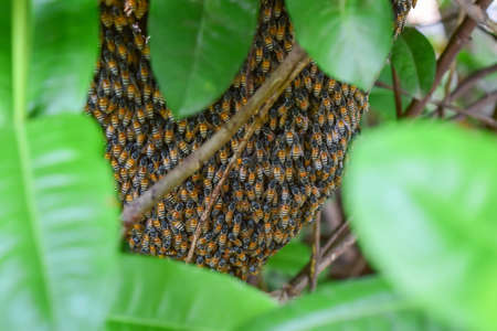 Beehive with crowd bees on treeの写真素材