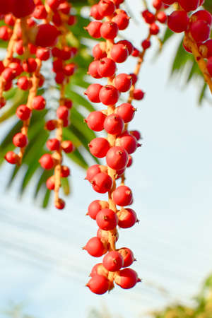 Red maharajah palm seed on tree at thailand.の写真素材