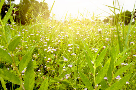 Group of grass flowers with sunlght shining through them.