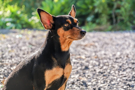 The old miniature pinscher dog sit and look straght to the future.