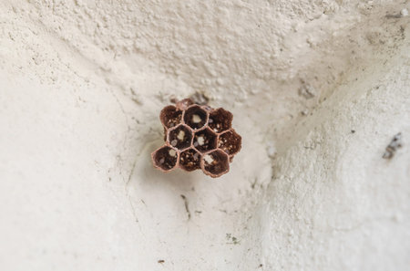 Small hornet's nest with baby hornet on cement wall