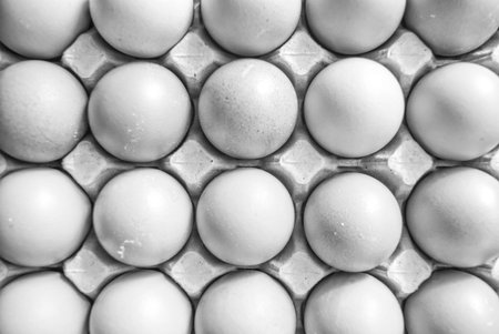 Eggs in tray from top view in black and white color.