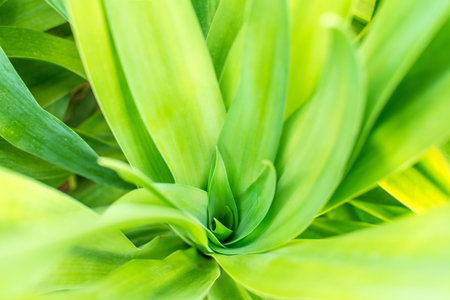 Close up Dracaena loureiri gagnap leaves, green leaves background.の写真素材