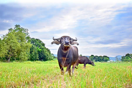 Beautiful buffalo in the rice farm eating grass in the morning.の写真素材