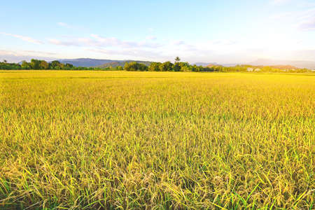Beautiful golden rice field and blue sky view in Thailand, main asin agriculture caree to planting rice fpr export.の写真素材