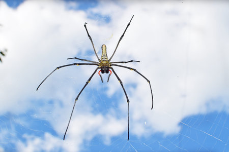 Close up spider hanging on the web waiting for quarry to get stuck in trap.