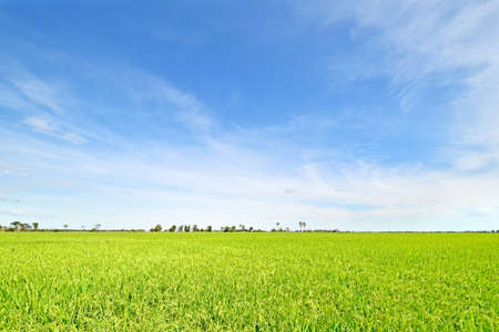 Beautiful green rice field in Thailand with bright blue sky.の写真素材