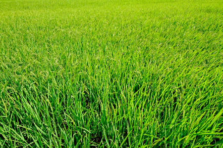 Rice field background growing seed in green and yellow colorの写真素材