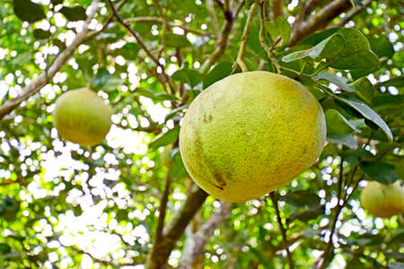 Close up fresh yellow green pomelo or grapefruit on the tree, sour and sweet test fruit.の写真素材