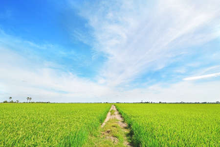 Local grouding road between green rice field and beautiful blue sky.の写真素材