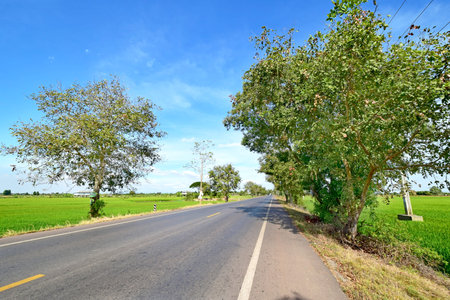 Country road with green rice field and trees beside the way.の写真素材