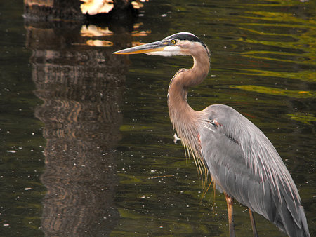 Great Blue Heronの写真素材