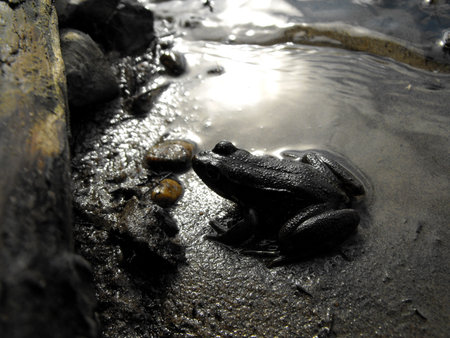 River frog silhouetted in the morning sunの写真素材