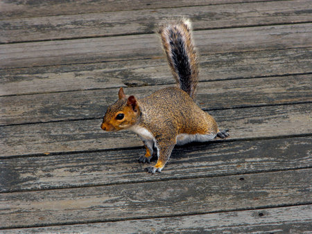 Fiesty Squirrel の写真素材