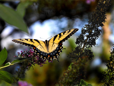 Swallowtail Butterflyの写真素材