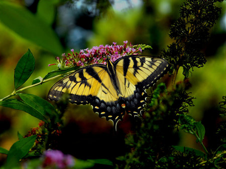 Swallowtail Butterflyの写真素材