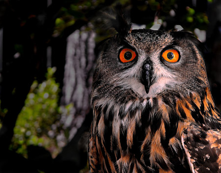 Euro-Asian Eagle Owl