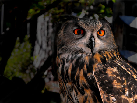 Euro-Asian Eagle Owlの写真素材