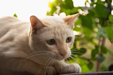 Cream color cat are looking for prey.の写真素材