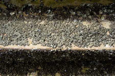 Barnacles on cement steps on beach.