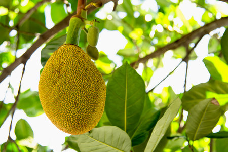 Young jack fruit with yellow green rough spine skin on the blur leaves background.の写真素材