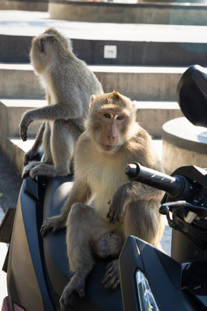 Monkeys sitting on a motorcycle.