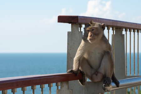 Monkey sitting alone and depressed on stainless steel railing by the blue sea. Looking worried and...