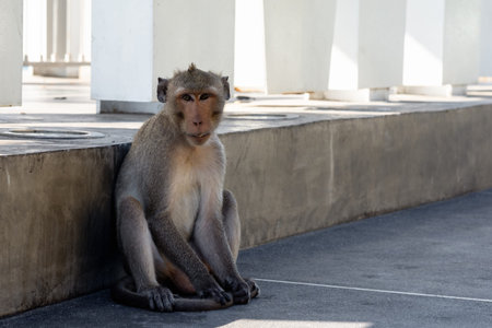 Monkey sitting on the sidewalk of a park. Very poor.