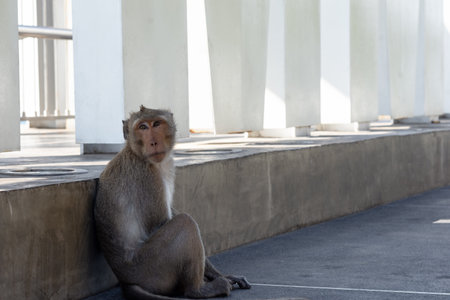 Monkey sitting on the sidewalk of a park. Very poor.の写真素材