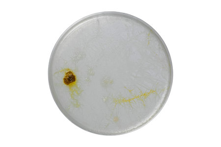 Petri dish and culture media with bacteria on white background with clipping, Test various germs,...
