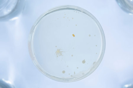 Petri dish and culture media with bacteria on white background with clipping, Test various germs,...