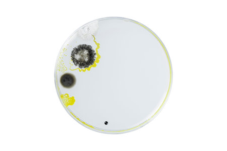 Petri dish and culture media with bacteria on white background with clipping, Test various germs,...
