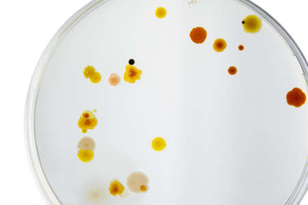 Petri dish and culture media with bacteria on white background with clipping, Test various germs, virus, Coronavirus, Corona, COVID-19, Microbial population count. Food science.の写真素材