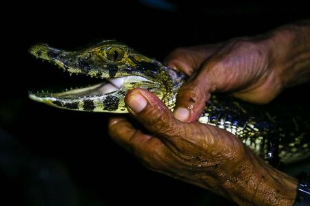 Young cayman in hands. Jungle, Tambopata, Peru.の写真素材