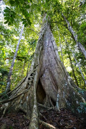 One of the jungle trees at Sandoval Lake. Puerto Maldonado, Peru.の写真素材