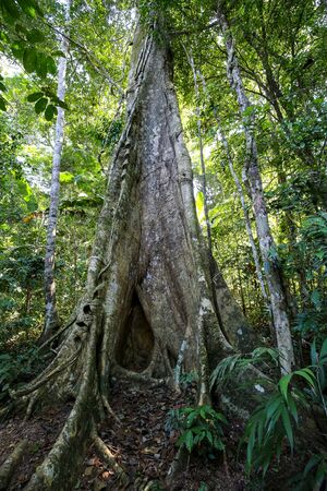 One of the jungle trees at Sandoval Lake. Puerto Maldonado, Peru.の写真素材