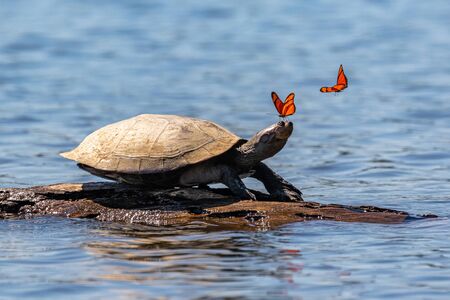 Amazon side-necked turtle (podocnemis) with butterflies. Tambopata, Sandoval Lake, Amazonia, Peru.の写真素材