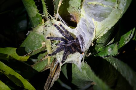 Tarantula spider on the plant. Jungle, Tambopata, Peru.の写真素材