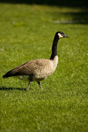 Canada Gooseの写真素材