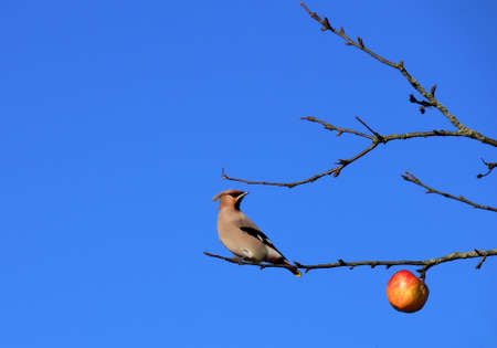 Winter Apple and Bird on a Branchの写真素材