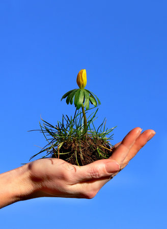 A yellow flower growing in a womans hand