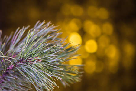 BokehChristmas spruce branch with bokeh effect in the backgroundの写真素材