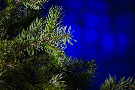 BokehChristmas spruce branch with bokeh effect in the backgroundの写真素材