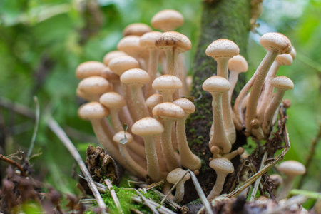 edible mushrooms on a tree trunk closeup macro