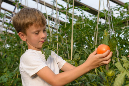 Children harvest vegetables in a family garden.A boy in a greenhouse collects a tomato harvest on a bright, sunny day.の写真素材
