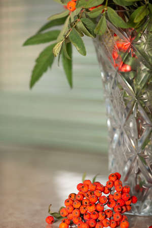 Autumn mood. Withering nature. Collecting the fruits of your labor. The end of the warm season. Close-up of red rowan berries.の写真素材