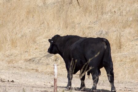 Black Cow Walking Awayの写真素材