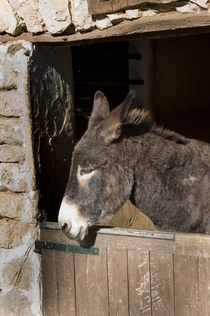 Donkey in old stone stableの写真素材