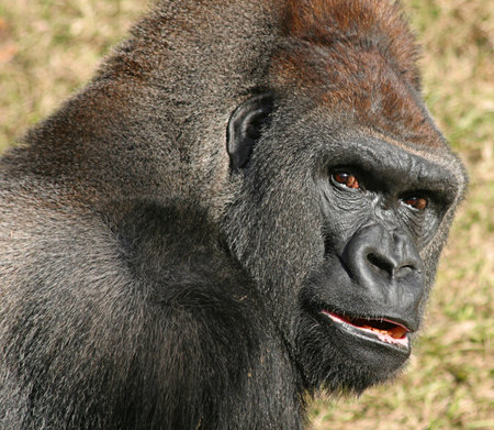 Gorilla